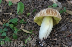 Boletus depilatus