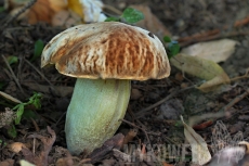 Boletus depilatus