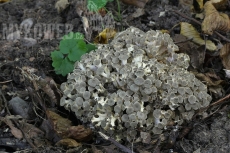 Polyporus umbellatus