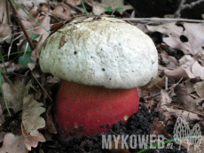 Boletus satanas