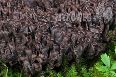 Thelephora palmata