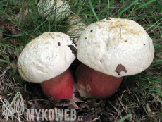 Boletus satanas