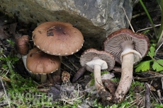 Agrocybe erebia