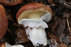 Suillus luteus