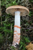 Cortinarius armillatus