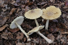 Lepiota magnispora