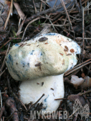 Gyroporus cyanescens