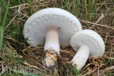 Agaricus crocodilinus