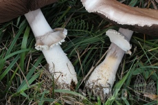 Agaricus crocodilinus