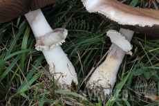 Agaricus crocodilinus