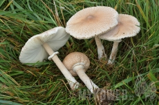 Macrolepiota mastoidea