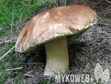 Boletus edulis