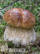 Boletus edulis