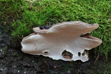 Ganoderma applanatum