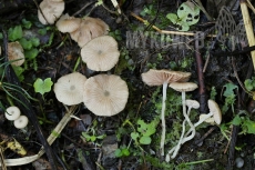 Entoloma politum