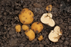 Tuber excavatum
