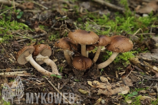 Agrocybe erebia