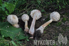 Chlorophyllum brunneum