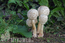 Chlorophyllum brunneum