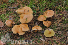 Suillus bovinus