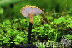 Polyporus varius