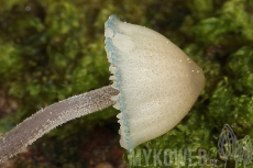 Mycena amicta