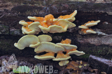 Laetiporus sulphureus