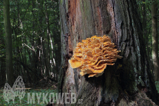 Laetiporus sulphureus