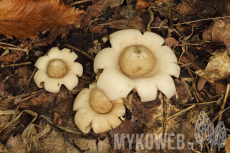 Geastrum fimbriatum