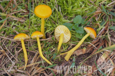 Hygrocybe ceracea