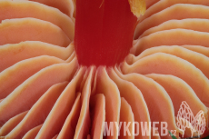 Hygrocybe coccinea