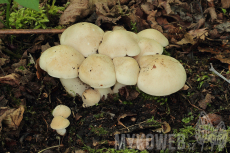 Calocybe gambosa