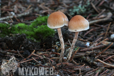 Hypholoma marginatum