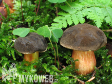 Xerocomellus chrysenteron