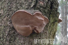 Phellinus hartigii