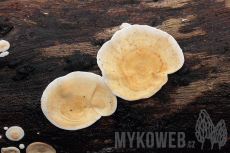 Stereum subtomentosum