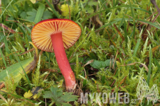 Hygrocybe coccinea