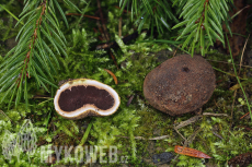 Elaphomyces granulatus