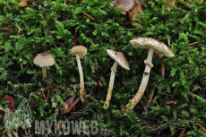 Lepiota felina