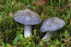 Entoloma bloxamii