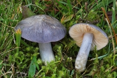 Entoloma bloxamii