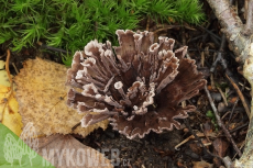 Thelephora caryophyllea