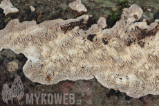 Datronia mollis