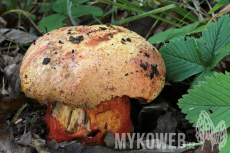 Boletus luteocupreus