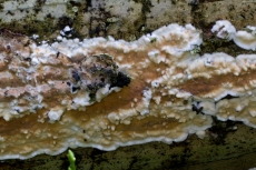 Dacryobolus karstenii