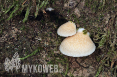 Crepidotus calolepis