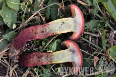 Boletus mendax