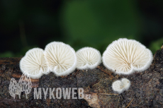 Crepidotus cesatii