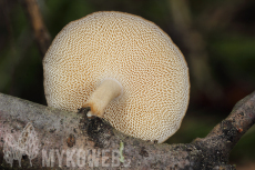 Polyporus brumalis