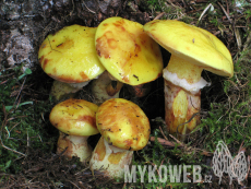 Suillus grevillei